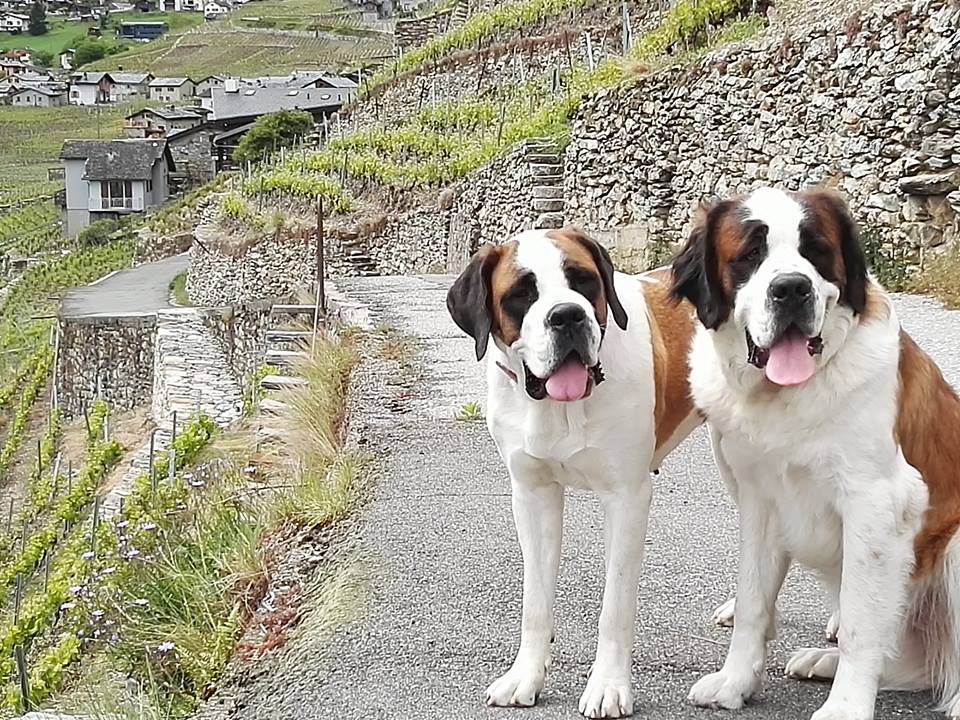 O CANTÃO DO VALAIS – Conjuga tradição e&nbsp;modernidade